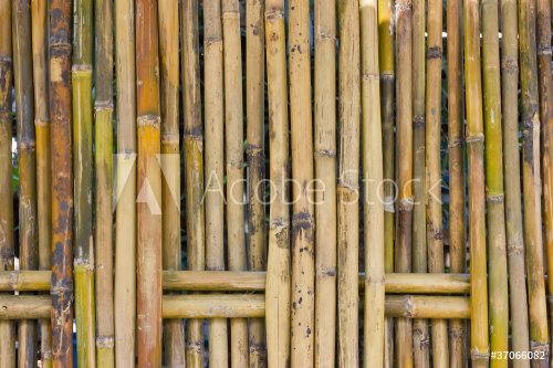 Bamboo fence. - 900458110