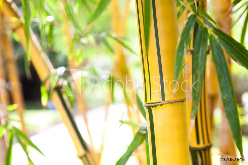 bamboo forest - 900435698