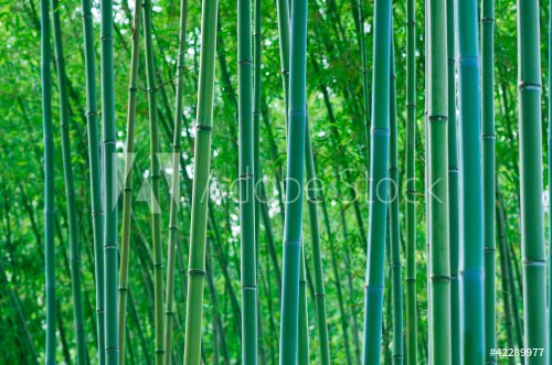 Bamboo Forest - 900444500