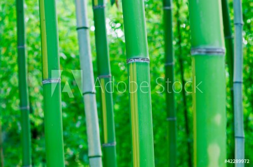 Bamboo Forest - 900458102