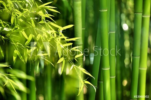 Bamboo forest - 901140877