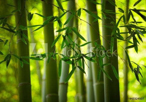 Bamboo forest background - 900671769