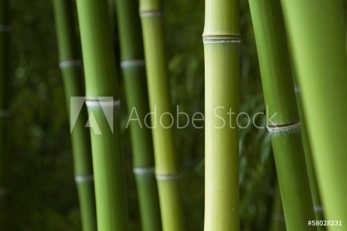 Bamboo forest background - 901140851