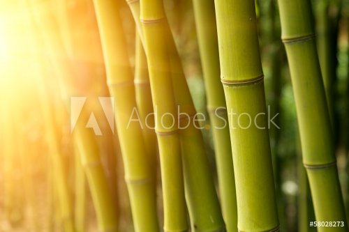 Bamboo forest background - 901140853