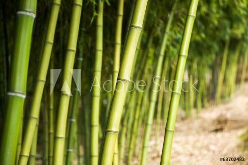 Bamboo forest background - 901143434