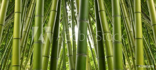 Bamboo Jungle - 901144253
