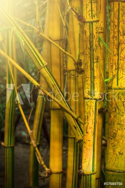 Bamboo trees - 901140876