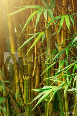 Bamboo trees - 901140883