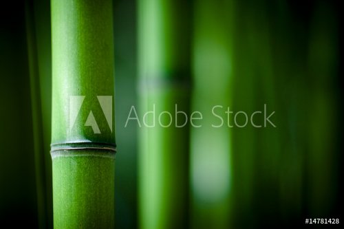 Bambou zen