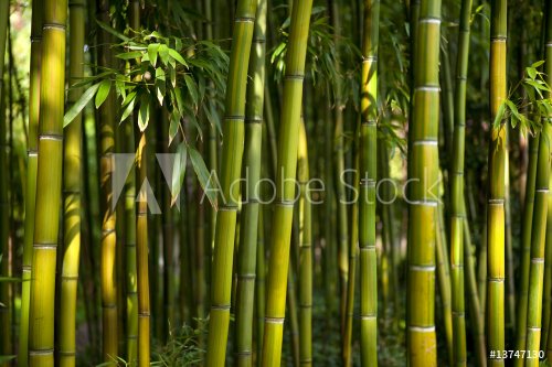 bambous - 900010148