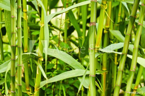Bambusplantage