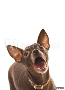 Barking toy terrier isolated on white background - 901137989