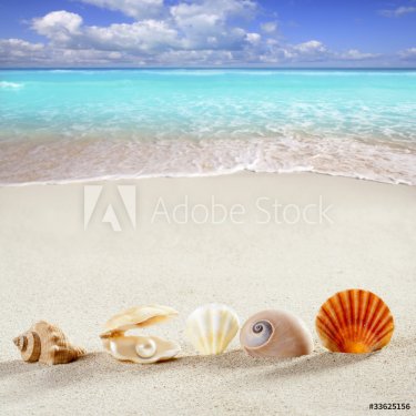 beach summer vacation background shell pearl clam - 900422393