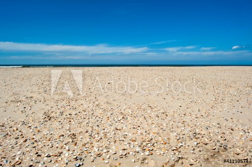 Beach with shells under a blue sky