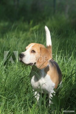 beagle attentif