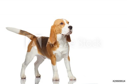 Beagle dog isolated on white background - 901137985