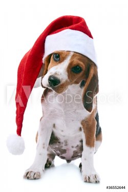 beagle puppy in santa red hat - 900723697