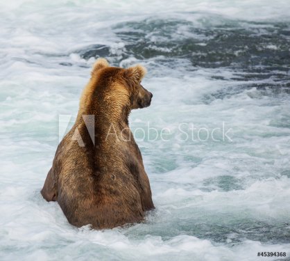 Bear on Alaska - 901139454