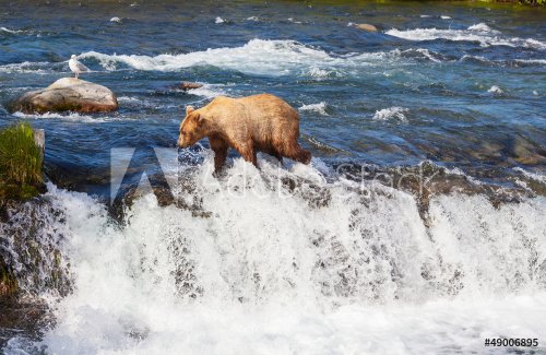 Bear on Alaska - 901139476