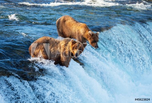Bear on Alaska - 901139491