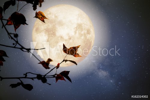 Beautiful autumn fantasy - maple tree in fall season and full moon with milky... - 901149524