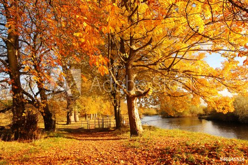 Beautiful Autumn in the Park, Scotland - 901139704
