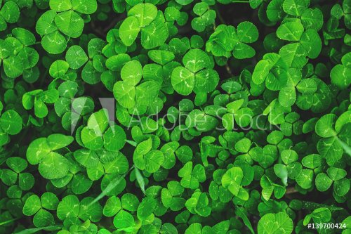 Beautiful background with green clover leaves for Saint Patrick's day - 901149058