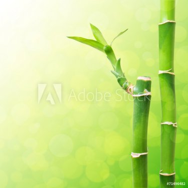 Beautiful Bamboo Border - 901147391