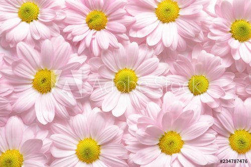 Beautiful chamomile flowers as background, top view - 901152596