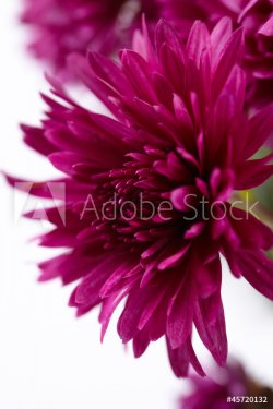 beautiful chrysanthemum - 901139609