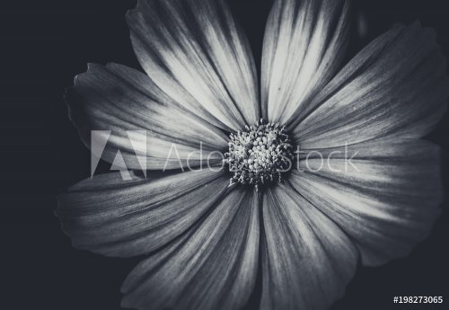 Beautiful Dahlia closed up with B&W color - 901151882