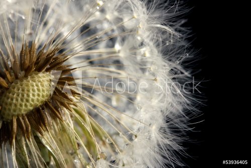 Beautiful dandelion with seeds on black background