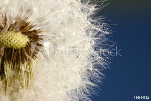Beautiful dandelion with seeds on blue background - 901142663