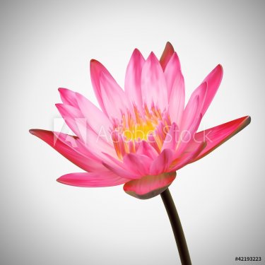 Beautiful Flower Bloom. Water Lily Background