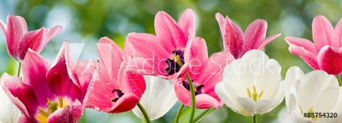 beautiful flowers on a green background - 901149066