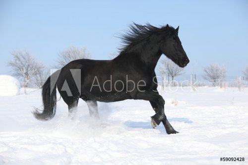 Beautiful friesian mare with flying mane running in the snow - 901144367