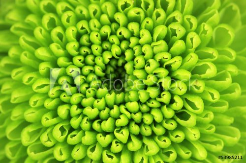 Beautiful green chrysanthemum close-up