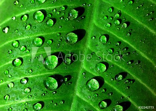 Beautiful green leaf with drops of water - 900465847