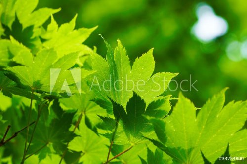 Beautiful green leaves - 901139582