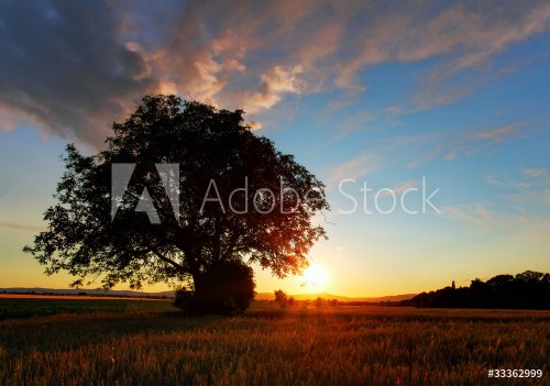 Beautiful landscape image with trees silhouette at sunset - 900268494