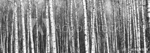 Beautiful landscape with birches. Black and white panorama with birches in retro style. Birch grove in autumn. The trunks of birch trees. Black and white panoramic photo of birch trunks.
