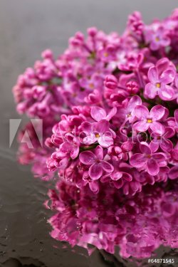 Beautiful lilac flowers, on grey background - 901142903