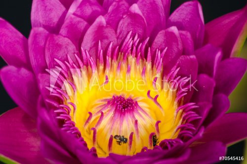 beautiful lotus in pond - 901147072