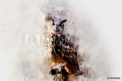 beautiful painting art watercolor owl - 901153671