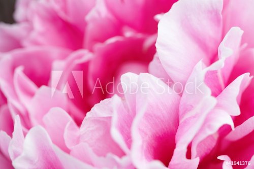 Beautiful pink peonies - 901139612