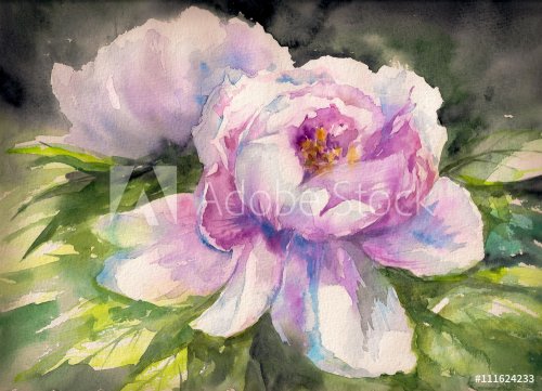 Beautiful pink Peony flowers, Watercolor painting 