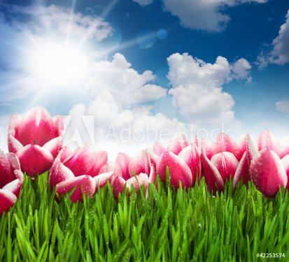 Beautiful  Pink Tulip Flowers and Grass against  blue Sky and Su