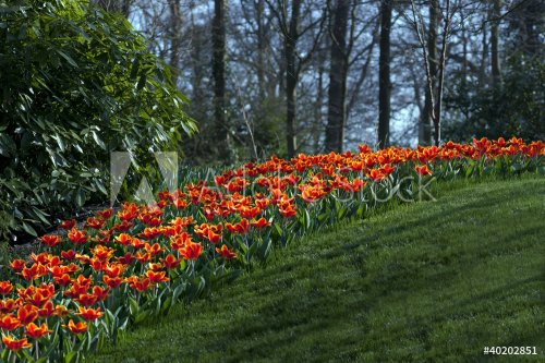 Beautiful red and yellow tulips - 901138252