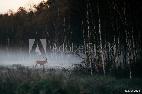 Beautiful red deer stag goes to foggy misty forest landscape in autumn in Belarus.
