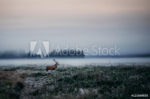 Beautiful red deer stag on the field near the foggy misty forest landscape in... - 901148807
